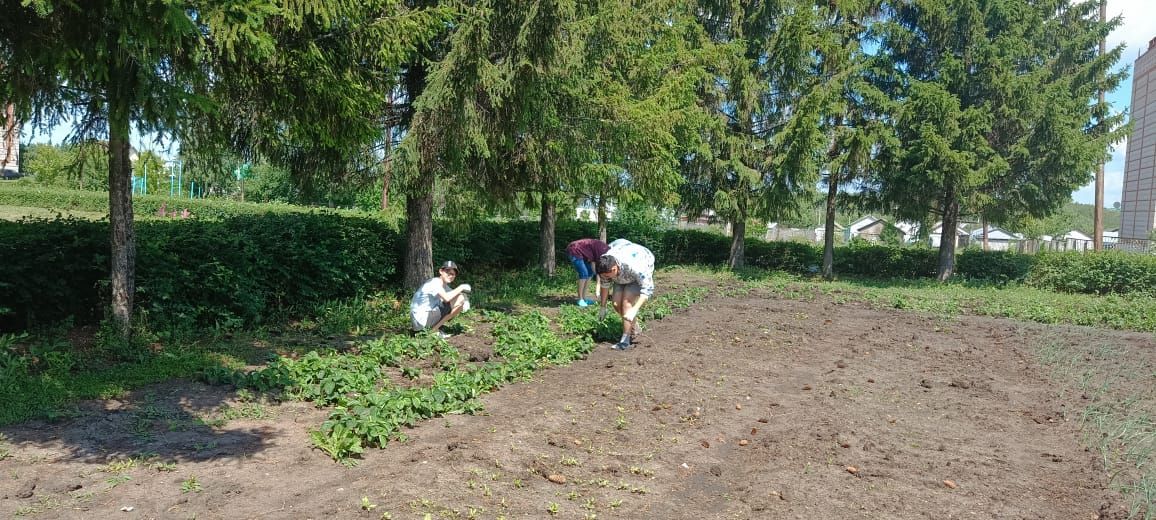 Нурлатские школьники получают первый трудовой опыт