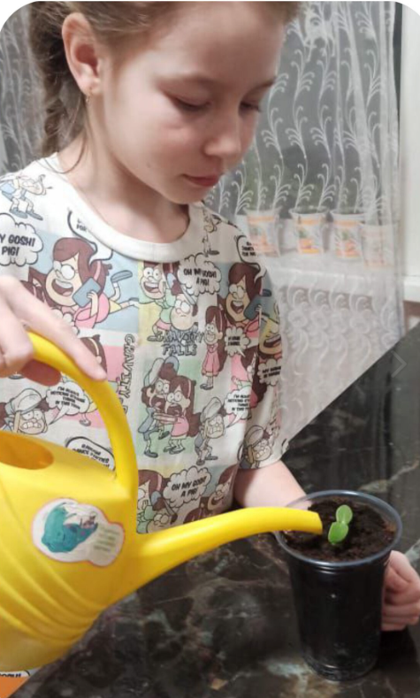 Юные экологи Егоркинской школы выращивают рассаду для школьного огорода