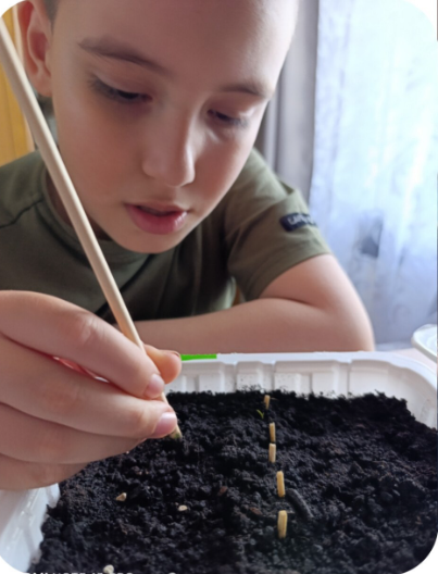 Юные экологи Егоркинской школы выращивают рассаду для школьного огорода