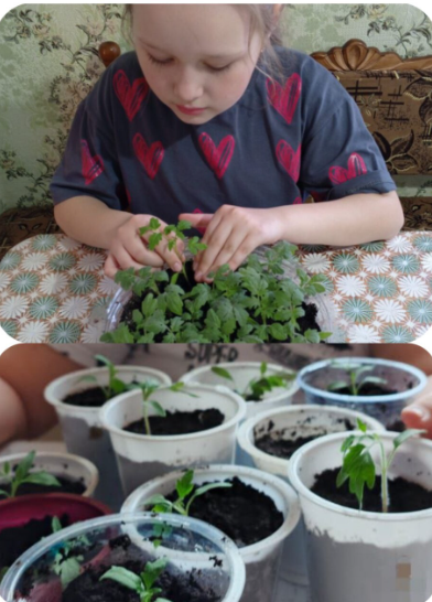 Юные экологи Егоркинской школы выращивают рассаду для школьного огорода