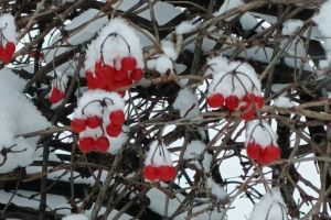 Доброе зимнее утро!