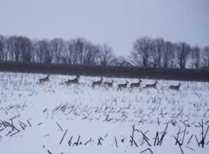 Экология в действии: Татарстан подводит итоги года в рамках нацпроекта