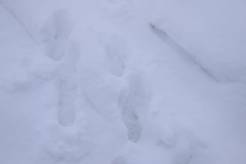 В охотхозяйстве «Восход» Нурлатского районе идет зимний учет лесных животных