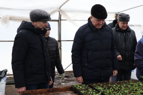 В Нурлате в тепличном комплексе приступили к пикировке рассады