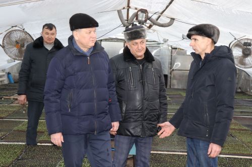 В Нурлате в тепличном комплексе приступили к пикировке рассады