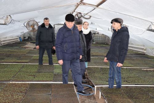 В Нурлате в тепличном комплексе приступили к пикировке рассады