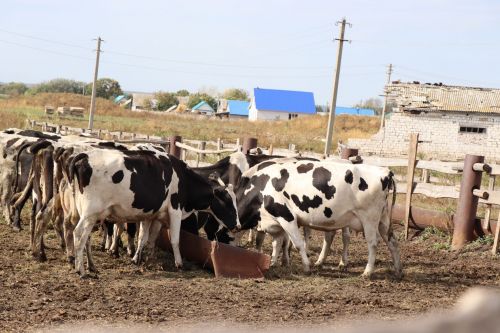 Нурлатцам напомнили о сроках подачи уведомления об отнесении веществ, образуемых при содержании сельскохозяйственных животных, к побочным продуктам животноводства