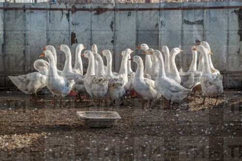 Птичий грипп может вернуться