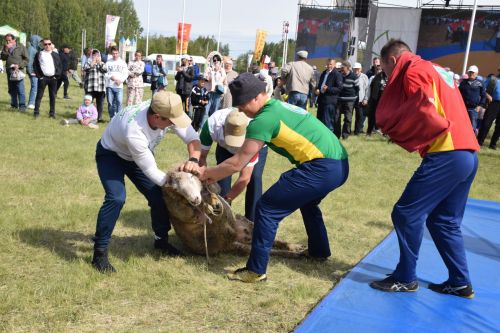 Абсолютным чемпионом Нурлатского Сабантуя стал Марсель Гузаеров