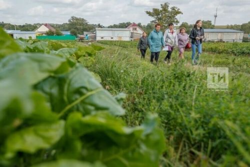 Июль на даче: как ухаживать за садом и огородом в середине лета