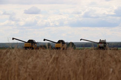 В КФХ «Сулейманов А.И.» приступили к уборке озимой пшеницы