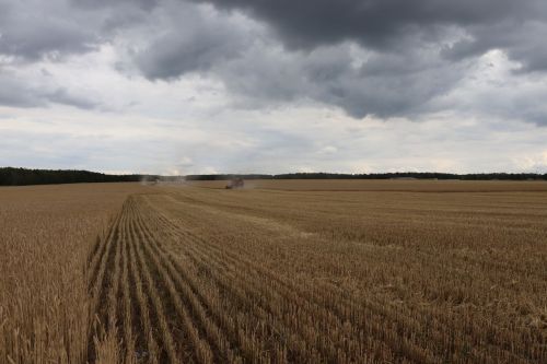 В КФХ «Сулейманов А.И.» приступили к уборке озимой пшеницы