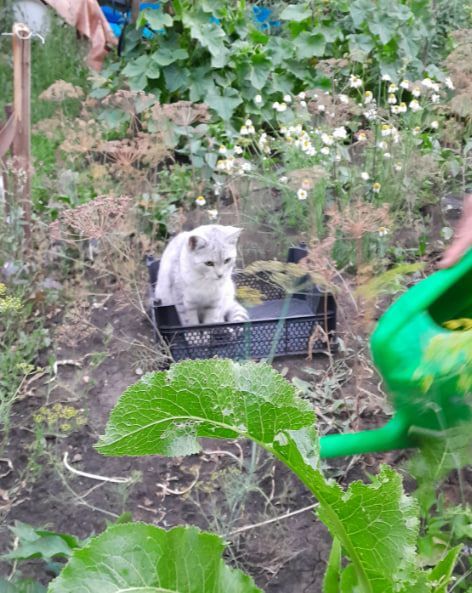 Любовь Калугина сфотографировала своего кота