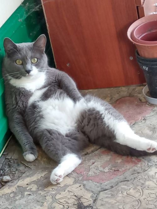 Алина Ахметшина прислала фотографию своего кота