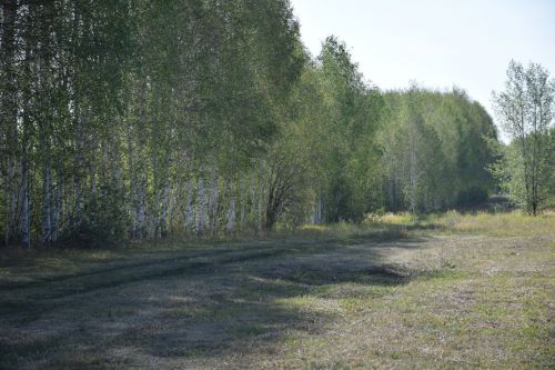 В Татарстане пройдет международная акция «Сохраним лес»