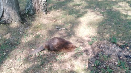 В Татарстане спасли бобра, который забрел жилой дом