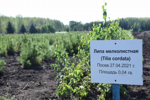 Лесничие Закамской зоны Татарстана искали в Нурлате способы борьбы с очагами непарного шелкопряда