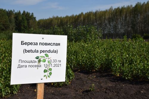 Лесничие Закамской зоны Татарстана искали в Нурлате способы борьбы с очагами непарного шелкопряда