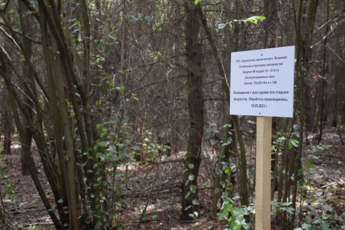 Лесничие Закамской зоны Татарстана искали в Нурлате способы борьбы с очагами непарного шелкопряда