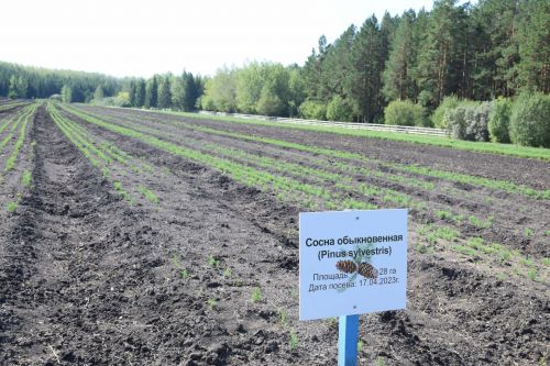 Лесничие Закамской зоны Татарстана искали в Нурлате способы борьбы с очагами непарного шелкопряда