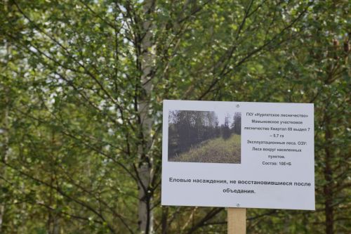 Лесничие Закамской зоны Татарстана искали в Нурлате способы борьбы с очагами непарного шелкопряда