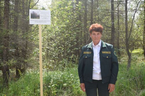 Лесничие Закамской зоны Татарстана искали в Нурлате способы борьбы с очагами непарного шелкопряда