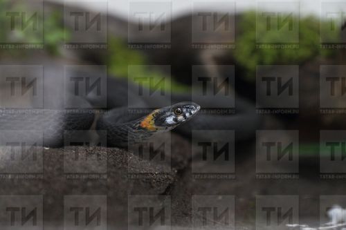 Татарстанец попал в реанимацию после укуса змеи