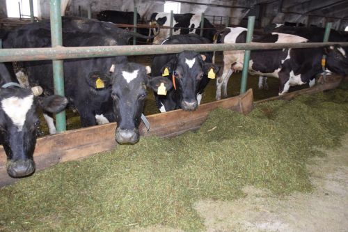 Россельхознадзор РТ готовится к приему уведомлений о побочных продуктах животноводства