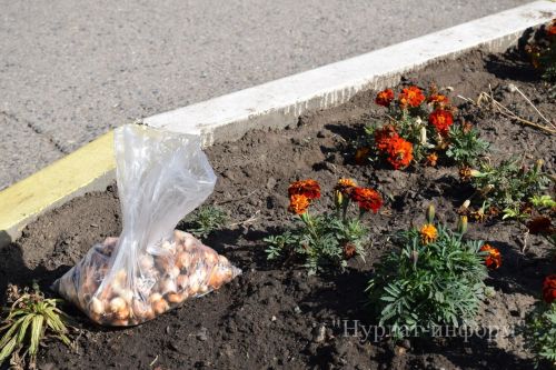 В честь 60-летнего юбилея Нурлатской городской школы №1 заложена Аллея учителей