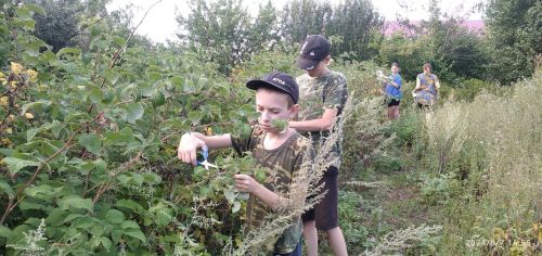 Учащиеся Старочелнинской школы заготавливают полезные травы для земляков - участников СВО