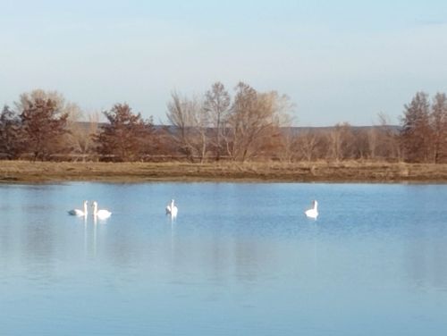 В Курманаево вернулись лебеди