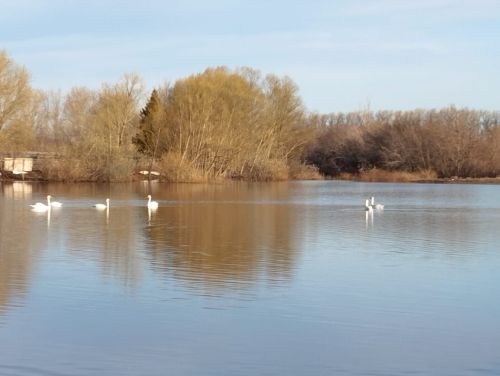 В Курманаево вернулись лебеди