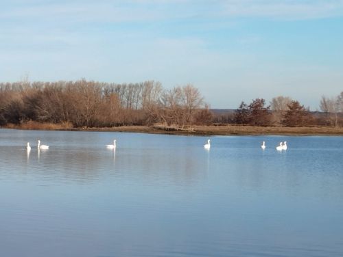 В Курманаево вернулись лебеди