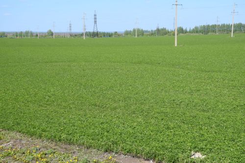 Глава Нурлатского района ознакомился с ходом посевных работ на полях района
