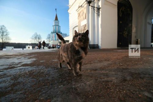 Домики для кошек нижнекамцы планируют построить во дворе многоквартирного дома