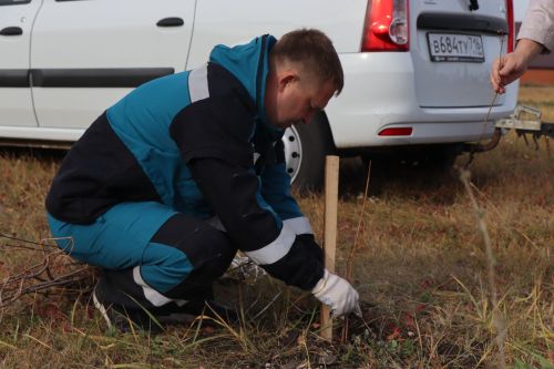 В Нурлате посадили Аллею волонтеров