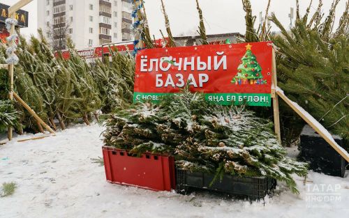 Купить живую ёлку легально: как не нарушить закон?