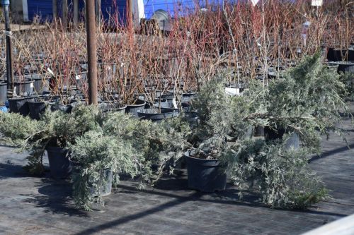 700 000 цветов для Нурлата: как семья Блиновых превращает город в цветущий сад