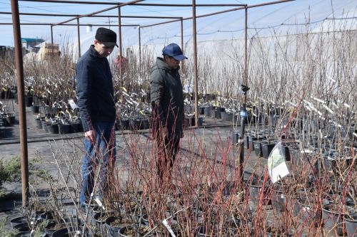 700 000 цветов для Нурлата: как семья Блиновых превращает город в цветущий сад