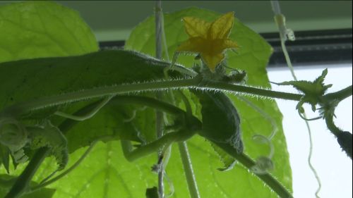 Гулюса и Рустем Яруллины из Степного Озера попробовали на вкус свои огурцы