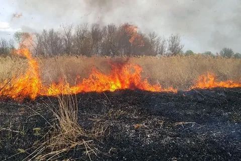 Особый противопожарный режим в Татарстане запрещает костры и мангалы