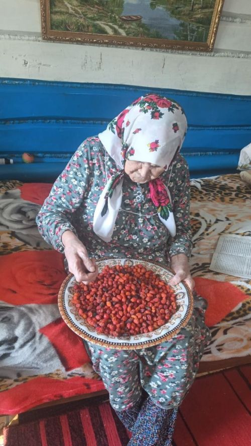 Шиповник и боярышник: нурлатцы собирают природное лекарство