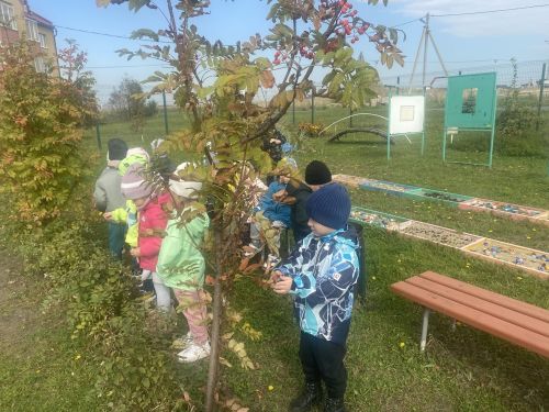 В гостях у осени: воспитанники «Буратино» открыли тайны рябиновой ветки