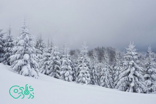 Точные границы 73 охотхозяйств Татарстана внесены в ЕГРН