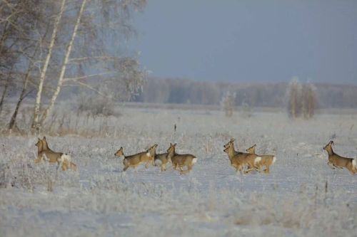 В нурлатских охотничьих угодьях проходит ежегодный зимний маршрутный учет животных и птиц