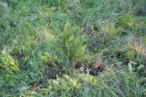 В Нурлате прошла природоохранная акция «Сохраним лес»