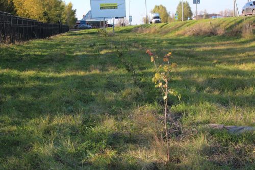 В Нурлате прошла природоохранная акция «Сохраним лес»