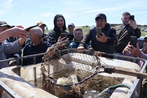 В Нурлате в девятый раз прошла масштабная акция по зарыблению водоема