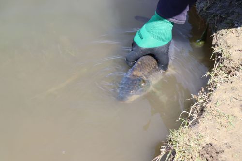 В Нурлате в девятый раз прошла масштабная акция по зарыблению водоема