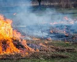 Сухая трава — не мусор: 5 причин отказаться от поджогов